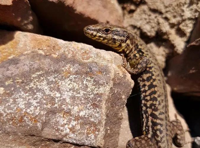 아파트 Fritzer 엘렌츠폴터스도프